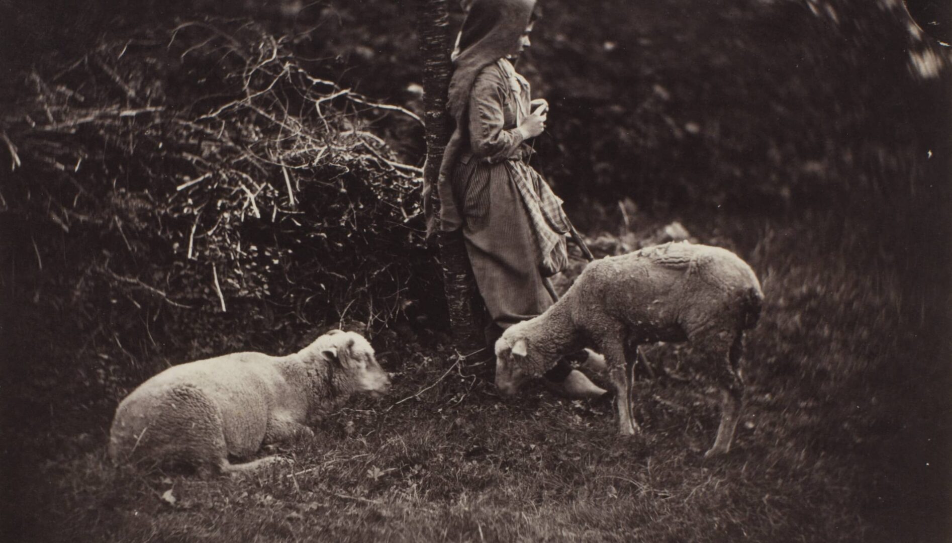 Black and white photograph of a young person standing in a field with two sheep.