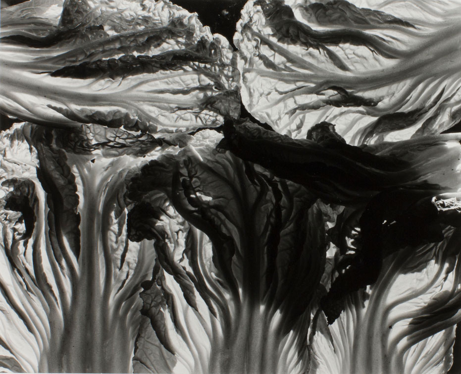 Black and white close-up photo of vegetable leaves