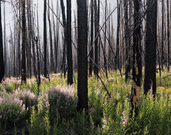 Photo of a forest with lupine