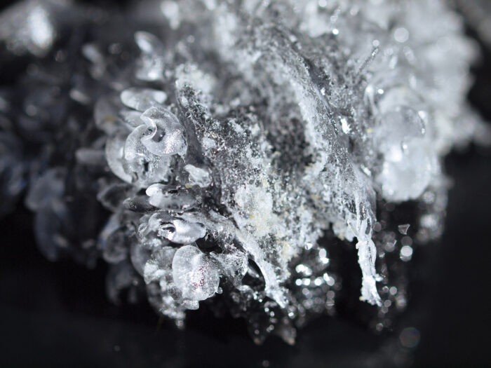 Laura Fritz, detail of Specimen A038, 2019, courtesy of the artist.