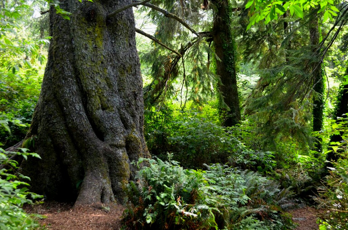 Photo of the trunk of a Douglas Fir tree and other trees and ferns in a forest.